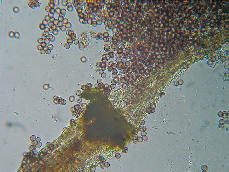 Clastoderma debaryanum?